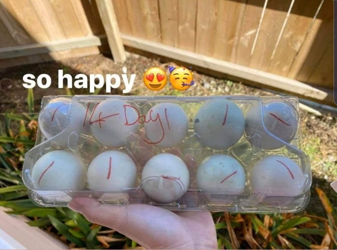Balut (Hột Vịt Lộn) - Fresh New Zealand Duck Eggs