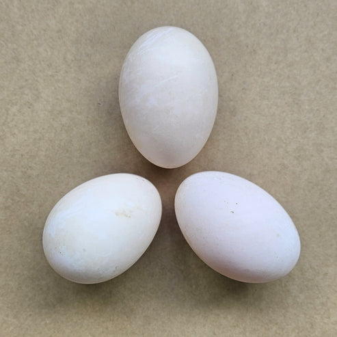 Fresh New Zealand Duck Eggs